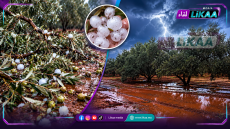 قلعة السراغنة.. عاصفة رعدية وتساقطات البرد تلحق أضرارا بأشجار الزيتون وتثير قلق الفلاحين