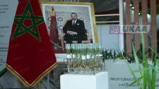الرشيدية.. مختبر وطني ينتج أكثر من 170 ألف سلالة من نخيل التمر ويعزز مستقبل الواحات المغربية